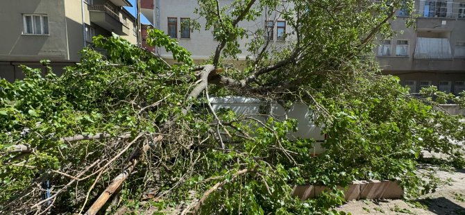 Kayseri’de Dut Ağacı Minibüsün Üzerine Devrildi