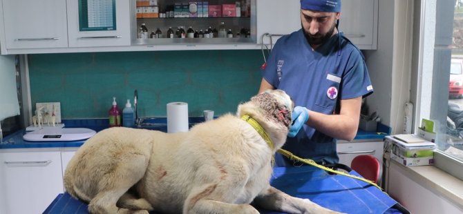 Yahyalı'nın Dikme köyü yakınlarında