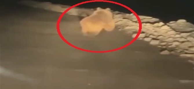 Yaylaya inen ayı, arı kovanlarını parçaladı