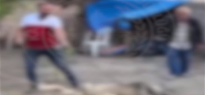 Köpek dövüştüren 2 kişiye gözaltı