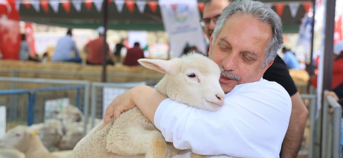 Talas'ta Koyun Güzellik Yarışması büyük dikkat çekti
