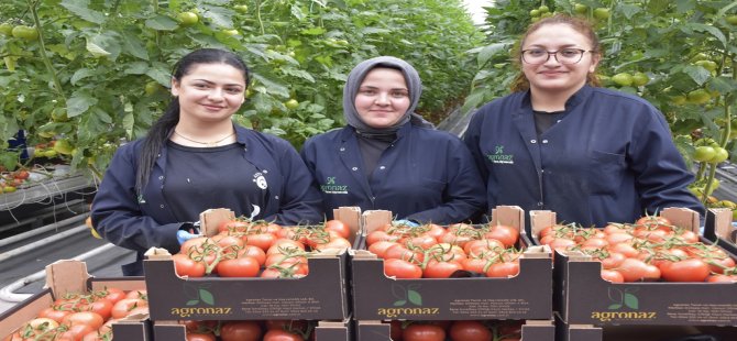 36 Derecelik termal su kullanılarak domates hasadına başladı