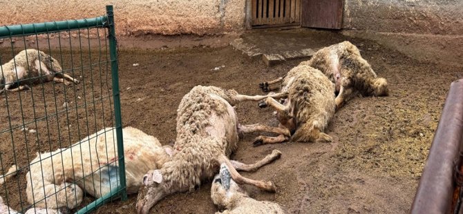 Ağıla giren kurtlar 18 koyunu öldürdü