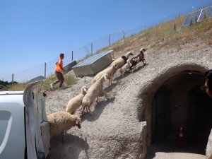 KAÇAK KOYUN VE KUZULAR İÇİN EVE DÖNÜŞ VAKTİ