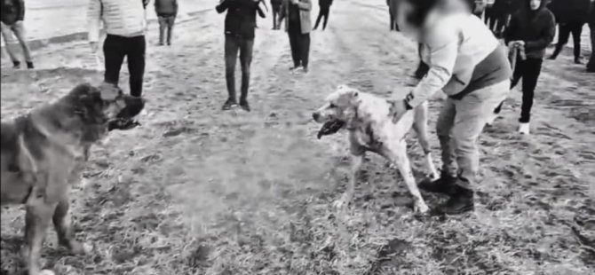 Köpek dövüştüren 8 kişi gözaltına alındı