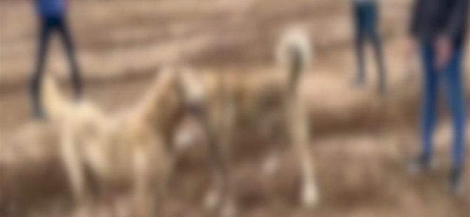 Köpek dövüştürüp sosyal medyada paylaşan 2 kişi yakalandı