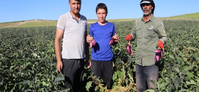 Yamula patlıcanında hasat başladı