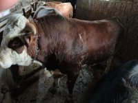 Admar Besiclik Kurbanlık satışına başladı 05325756293