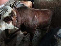 KURBANLIK SATIŞLARIMIZ BAŞLAMIŞTIR