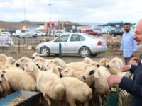 KOCASİNAN BELEDİYESİ'NDE KURBAN İHALESİ