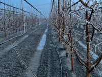 3 ilçede üreticiler zirai dona karşı sprinkler  sistemiyle önlem aldı