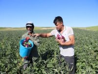 YEMLİHA PATLICAN SATIŞI BAŞLADI KAYSERİ'DE YEMLİHA PATLICAN SATIŞLARI 0507 183 00 40