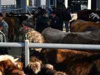 Kayseri'de Kurbanlık Fiyatları Belli Oldu