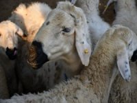 Kayseri'de Büyükbaş,küçükbaş Kurbanlık fiyatı belli oldu