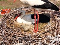 Sarıoğlan’da leylekler yuvalarına döndü