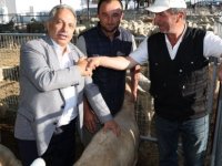 Talas'ta kurbanlık satış ve kesim yerleri kura çekimi ile belirlendi