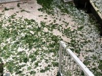 Gesi’de Dolu Yağışı Tarım Arazilerine Zarar Verdi