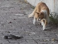 Kedi ile yılanın kavgası kamerada