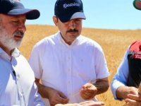 Çolakbayrakdar,Yüreğir'de çiftçilerle buluştu, hasada katıldı