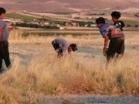 Ebiç Köyünde Ekin Tarlasında Futbol Keyfi