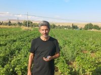 Bünyan’da aynı tarladan ikinci ürün bereketi