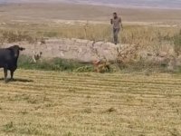 Kamyondan indirilirken kaçan büyükbaş hayvan saatler sonra yakalandı