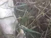 Kanala düşen inek belediye ekiplerince kurtarıldı