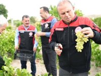 İncesu’da bağ bozumu yapıldı, aspir yağı üretimi incelendi