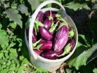 Yemliha Patlıcanı Kooperatifi satış noktası Yemliha,Kayseri Yamula patlıcan satışı 0507 183 0040