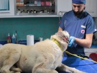 Talas'ta Kulakları kesilmiş halde 3 köpek bulundu