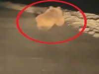 Yaylaya inen ayı, arı kovanlarını parçaladı