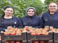 36 Derecelik termal su kullanılarak domates hasadına başladı