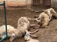 Ağıla giren kurtlar 18 koyunu öldürdü