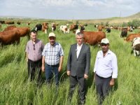 BÜYÜKŞEHİR’İN MERA VASFI KAZANDIRDIĞI 400 DEKAR ALANDA 1500 BÜYÜKBAŞ OTLUYOR
