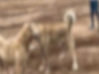 Köpek dövüştürüp sosyal medyada paylaşan 2 kişi yakalandı