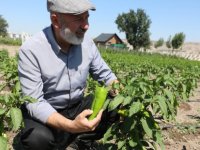 KOCASİNAN’DA YEREL TOHUMLARA HAYAT VEREN PROJE