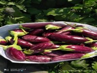 ORGANİK YEMLİHA PATLICANI SATIŞLARIMIZ BAŞLAMIŞTIR İSTEYENLER BİZLERE BU NUMARADAN ULAŞABİLİR