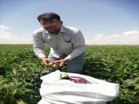 YAMULA PATLICANI HASADI BAŞLADI TELEFON 0507 183 00 40