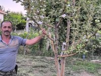 Ağustos ayında elma ağacı çiçek açtı