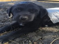 İncesu'da köpeklerin saldırdığı yavru köpek, tedaviye alındı