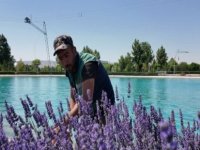 200 bin lavanta bitkisinden 32 litre lavanta yağı elde edildi