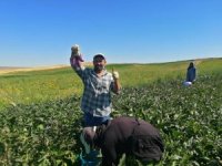 BAŞKAN BÜYÜKKILIÇ YAMULA PATLICANI ALDI