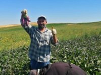 Kayseri’nin verimli topraklarında patlıcan hasadı başladı