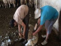 Makaslarla koyunlar kırkılıyor