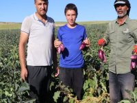 Yamula patlıcanında hasat başladı