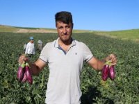 Kayseri'de Yemliha Patlıcanı satışları başlamıştır telefon 0507 183 00 40