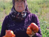 Karahıdır domatesinin hasadı başladı