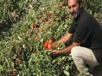 Yeşilhisar'da salçalık domates hasadı başladı