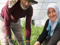 Coğrafi işaretli Cırgalan biberinde kurutma mesaisi başladı