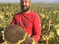 Rekoltenin yüzde 30 düştüğü Yeşilhisar'da, ayçiçeği hasadı başladı